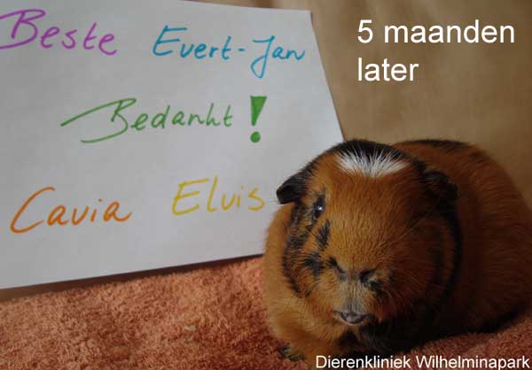 5 maanden later is Elvis al helemaal genezen!